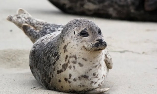 Carpinteria Committee Recommends Closing Access to Harbor Seal Rookery for Three Years